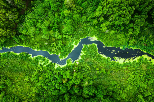Stunning green forest and the river in spring, flying above Stunning green forest and the river in spring, flying above bory tucholskie stock pictures, royalty-free photos & images