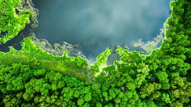 istock Stunning green algae on the lake in spring, aerial view 1254273954