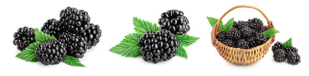 amora com folha isolada em um close-up de fundo branco. conjunto ou coleção - blackberry fruit mulberry isolated - fotografias e filmes do acervo