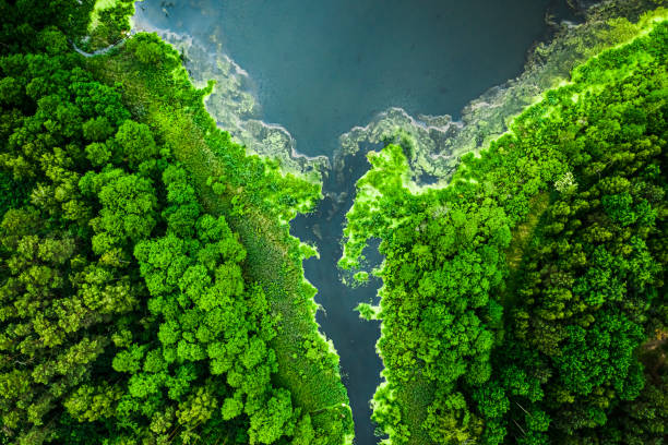 istock Blooming algae on the river and lake in spring 1254274067