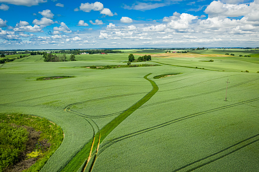 Green growing wheat field with lanes in spring from above