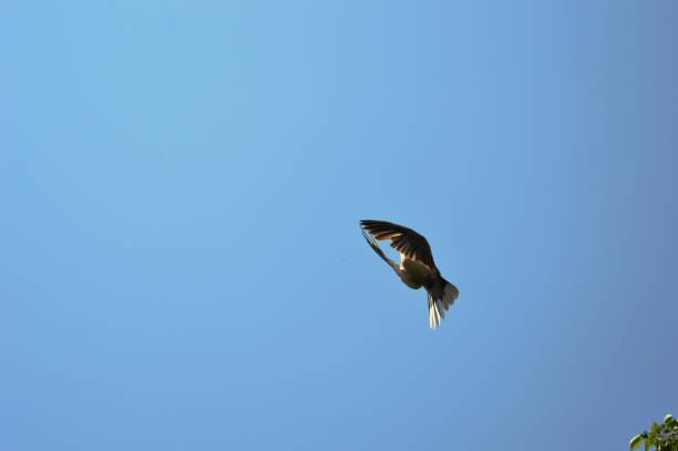 istock gray pigeon in flight 1254274099