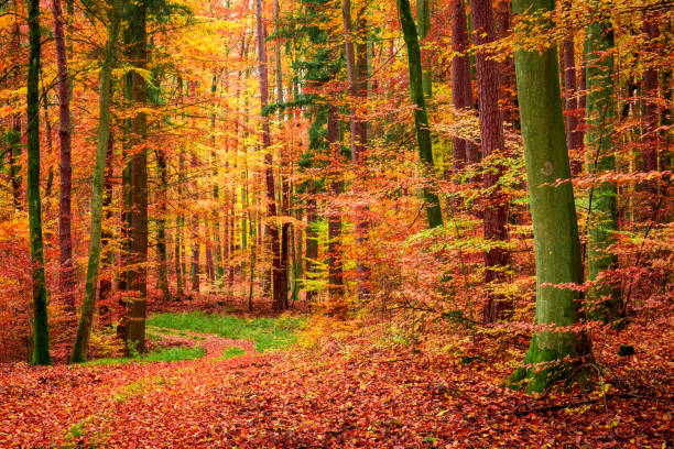 istock Stunning red and yellow forest in autumn, Poland 1254274100