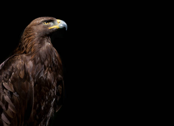 golden eagle sobre fondo negro - aguila real fotografías e imágenes de stock