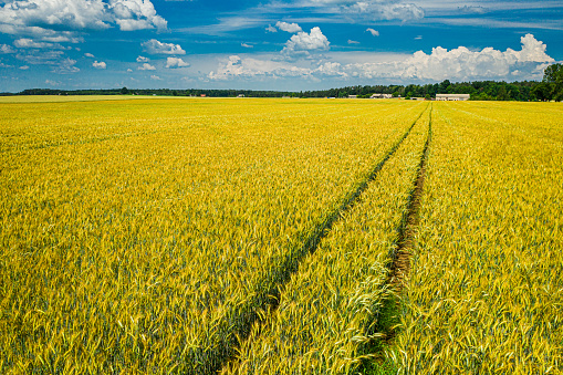 Golden fields of wheat in summer, aerial view