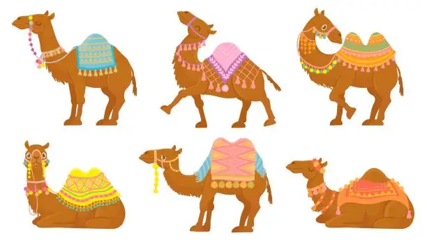 Vector illustration of Cartoon camel. Funny desert animals with saddle. Camels vector isolated characters set. Wild Arabian pet
