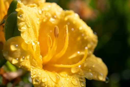 Yellow lily with raindrops