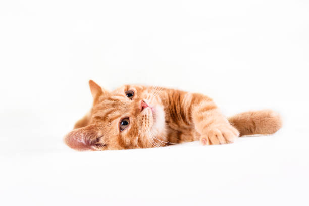 istock A small red-haired kitten lies on a white bedspread. 1254280959