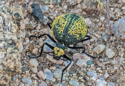 Desert Spider Beetle, Cysteodemus armatus, Joshua Tree National Park, California, Mojave Desert