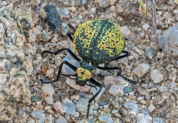Photo of Desert Spider Beetle, Cysteodemus armatus, Joshua Tree National Park, California, Mojave Desert
