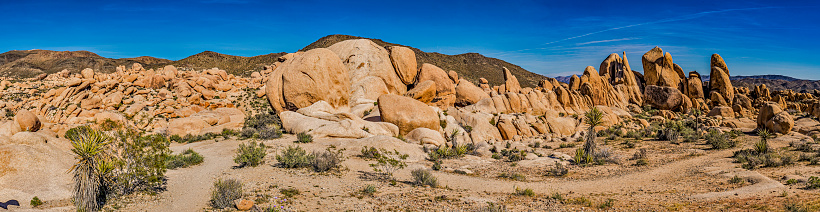 Stone rock on the background Stone desert landscape with desert plants Yucca, Prickly pear in California