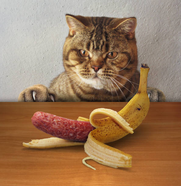 istock Cat wants to eat banana 2 1254282227