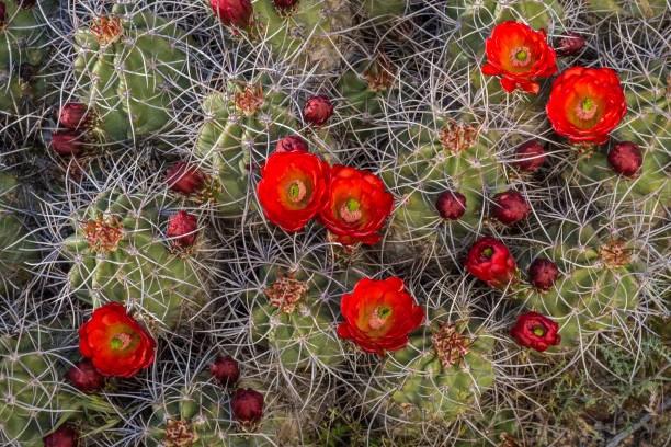 모하비 마운드 선인장, 또는 클라레츠컵 선인장, 에치노세레우스 트리로키디아투스는 캘리포니아 주 조슈아 트리 국립공원에서 발견되는 고슴도치 선인장의 종입니다. 선인장. - cactus hedgehog cactus flower desert 뉴스 사진 이미지