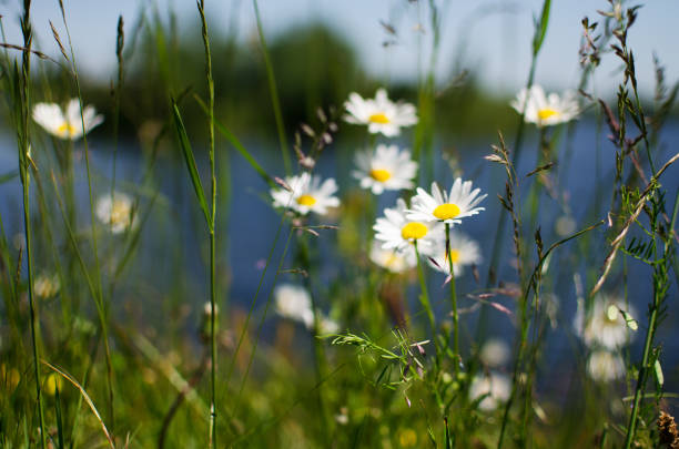 istock Beautiful fresh daisies bloom outdoors in the field 1254282618
