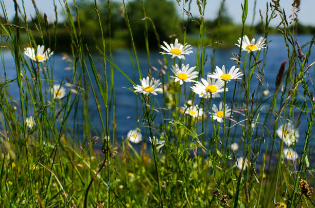 istock Beautiful fresh daisies bloom outdoors in the field 1254282628