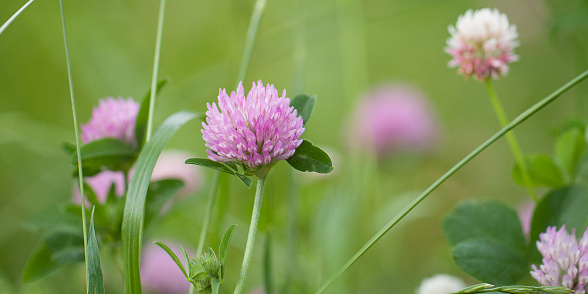 delicate pink flowers of clover blooming in a summer field