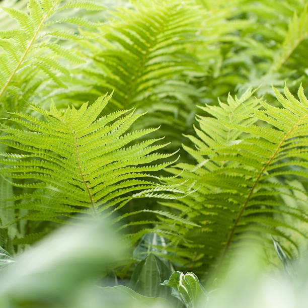 istock densely growing fresh fern in a summer park or forest 1254282673