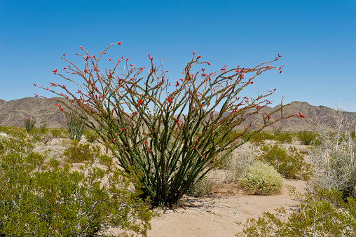 Sonoran desert landscape with hiking trail under blue sky near Phoenix Arizona
