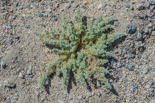 Achyronychia is a monotypic genus of flowering plant containing the single species Achyronychia cooperi which is found in Joshua Tree National Park, California