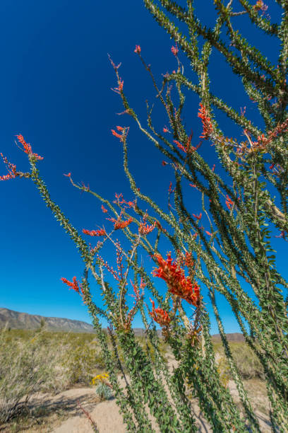 Fouquieria splendens, ocotillo, but also referred to as coachwhip, candlewood, slimwood, desert coral, Jacob's staff, Jacob cactus, and vine cactus is a plant indigenous to the Sonoran Desert and Chihuahuan Desert in the Southwestern United States. Joshua Tree National Park, California, Mojave Desert fouquieria splendens, ocotillo, pero también conocido como coachwhip, velas, madera escasa, coral del desierto, el personal de jacob, cactus jacob, y cactus de vid es una planta autóctona del desierto de sonora y el desierto de chihuahua en el suroeste d