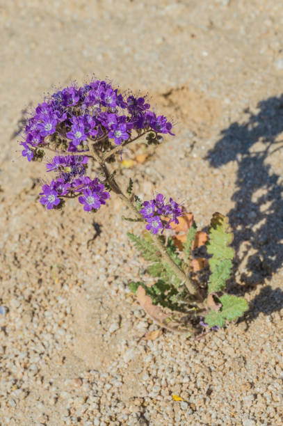 Phacelia crenulata is a species of flowering plant in the borage family, Boraginaceae. Notch-leaf scorpion-weed, notch-leaved phacelia, cleftleaf wildheliotrope, and heliotrope phacelia and is found in Joshua Tree National Park, California phacelia crenulata es una especie de planta con flores de la familia boraginaceae. hierba de escorpión de hoja de muesca, facelia de hojas de muesca, hendido wildheliotrope, y heliotropo phacelia y se encuentra en el parque nacional joshua tree, californi