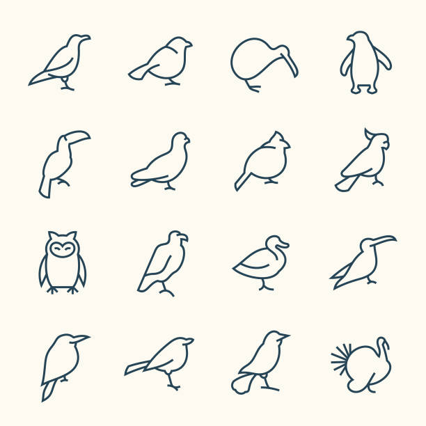 Birds line icons Birds line vector icon set pics for toucan flying stock illustrations