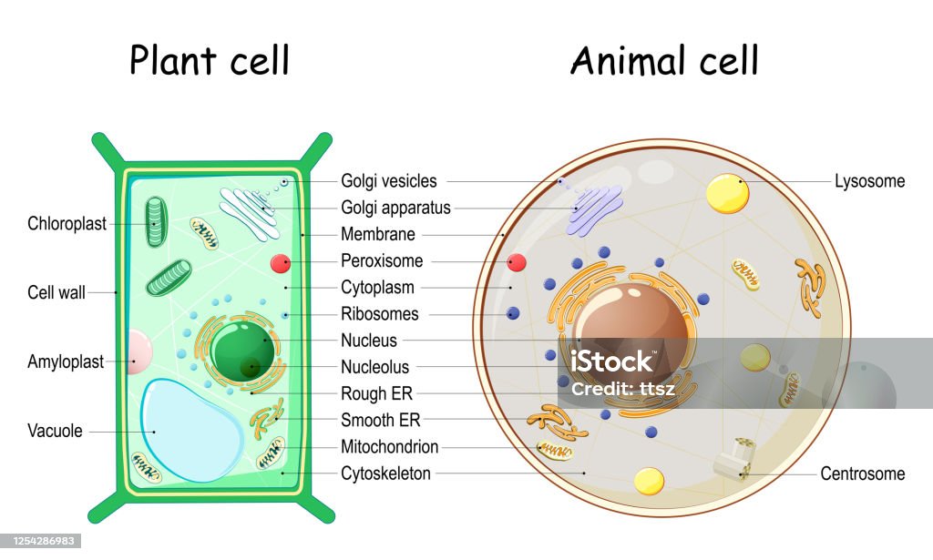 Plant Cell And Animal Cell Structure Stock Illustration - Download Image  Now - Diagram, Animal, Biological Cell - iStock
