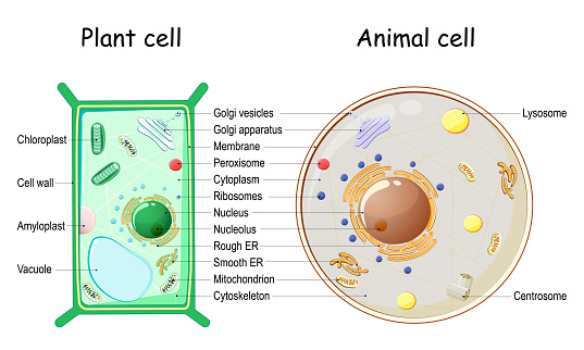 Plant Cell And Animal Cell Structure Stock Illustration - Download Image  Now - Diagram, Animal, Biological Cell - iStock