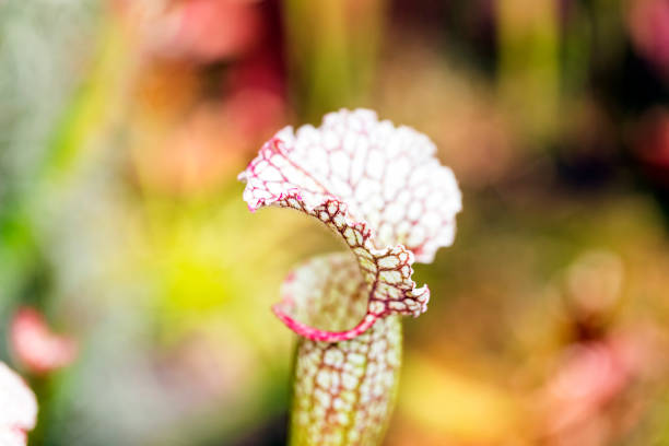 istock Carnivorous plants Pitcher palnt, beautiful nature background with copy space 1254287086