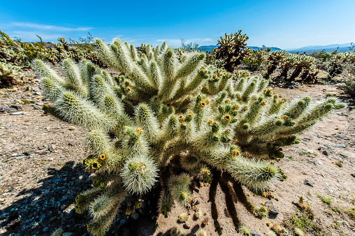 Cholla cactus thorns aglow at McDowell Sonoran Preserve