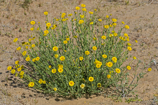 Baileya pleniradiata is a North American species of flowering plant in the daisy family, called the woolly desert marigold and found in Joshua Tree National Park. multiradiata; vertical; Asteraceae; Baileya multiradiata var; Baileya pleniradiata; California; Compositae; Desert Marigold; Desert-marigold; Joshua Tree National Park; Mojave Desert; Mojave and Colorado Deserts Biosphere Reserve; National Park; Perennial; San Bernardino County; Wild Marigold; annual; botany; color image; day; desert; disk flower; flora; green; horizontal; horizontal; native; native flora; nature; no people; orange; outdoors; photograph; photography; plant; radially symmetric; ray flower; spring; travel destination; wildflower; woolly desert marigold; yellow