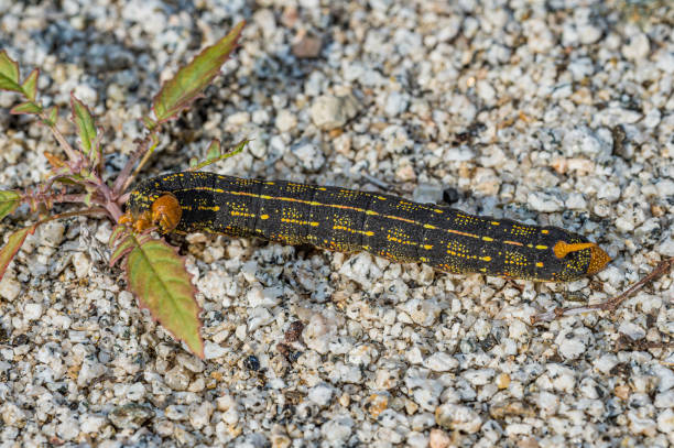White-lined sphinx moth larva; Hyles lineata; Joshua Tree National Park, California. Arthropoda; California; Hyles lineata; Joshua Tree National Park; Lepidoptera; Mojave Desert; Mojave and Colorado Deserts Biosphere Reserve; National Park; San Bernardino County; Sonoran Desert; White-lined sphinx moth larva; black; color image; day; desert; entomology; green; insect; native; nature; no people; outdoors; photograph; photography; segmented body; spring; tan; travel destination; vertical; wild; wildlife; yellow; animal