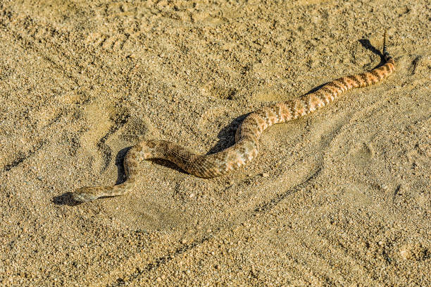 serpiente de cascabel motectado, crotalus mitchellii; parque nacional joshua tree, california, desierto de mojave - mojave rattlesnake fotografías e imágenes de stock