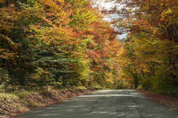 istock Country road on autumn afternoon 1254288686