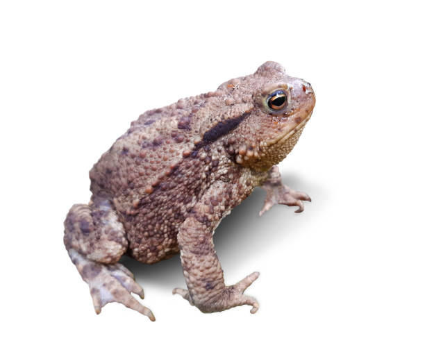 rospo comune (bufo bufo) - common toad foto e immagini stock