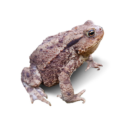 Toad, sitting. Isolated on white. The common toad or European toad (bufo buff) is an amphibian found throughout most of Europe.