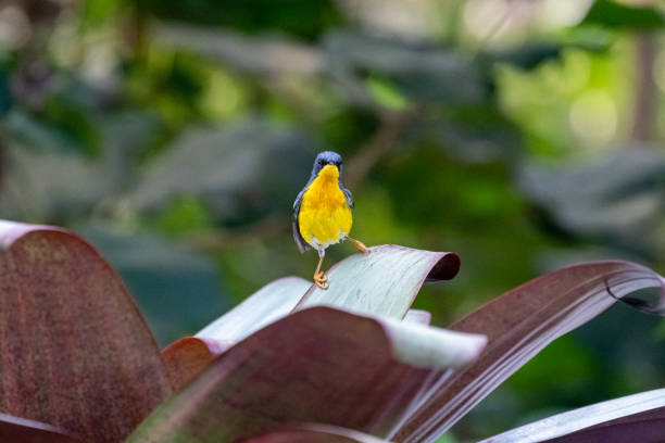 istock Tropical parula, yellow and black bird 1254290294