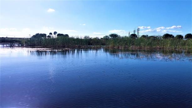 istock Sawgrass in Everglades, Florida 1254290359