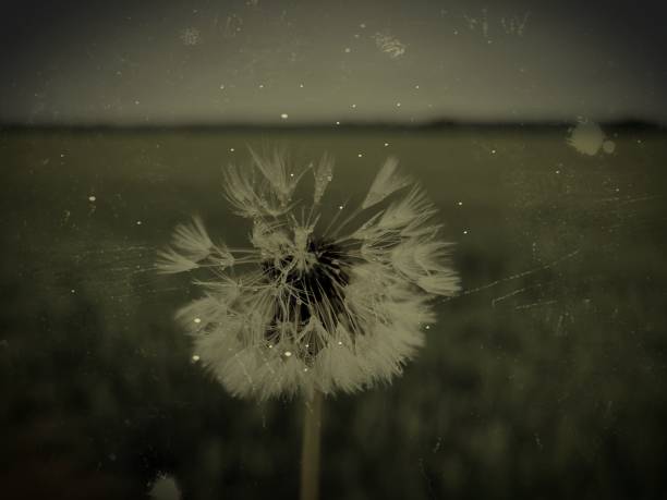 istock Dandelion in antique design 1254290408