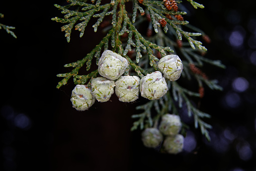 Chamaecyparis lawsoniana, close up of the pea-sized Cones from a Lawson cypress