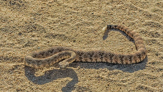 Speckled Rattlesnake, Crotalus mitchellii; Joshua Tree National Park, California, Mojave Desert. Animalia; Basin and Range province; California; Crotalinae; Crotalus mitchellii; Crotalus mitchellii pyrrhus; Joshua Tree National Park; Mojave Desert; Serpentes; Sonoran Desert; Southwestern speckled rattlesnake; Speckled rattlesnake; Squamata; Viperidae; black; brown; color image; day; desert; herpetofauna; herpetology; horizontal; no people; outdoors; photograph; photography; pitviper; rattlesnake; reptile; tan; venomous; white; wild; animal; wildlife