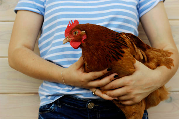 Girl holding a chicken. Girl holding a red chicken. agritourism stock pictures, royalty-free photos & images
