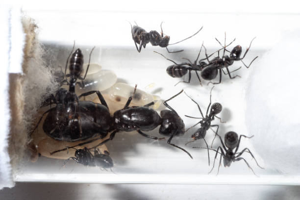 istock Camponotus vagus little colony 1254294569