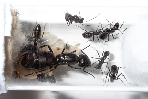 Little colony of Camponotus vagus in a test tube