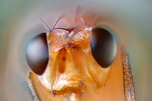 extreme closeup of a Drosophila