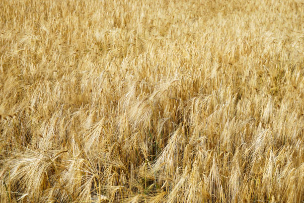 istock Barley in grainfield in summer 1254296074