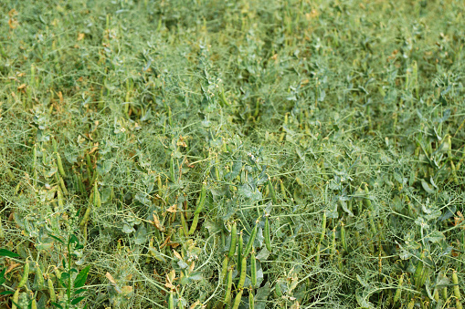 Legume plants on an agricultural field in summer. Germany.