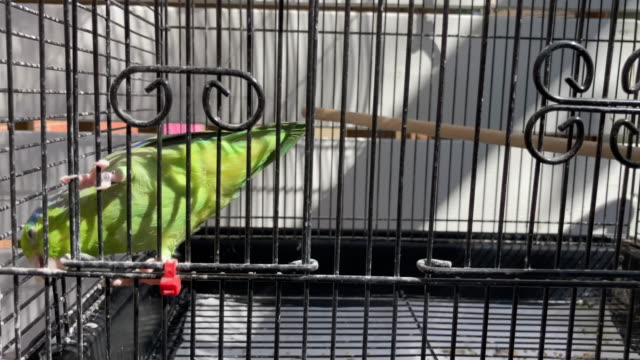 Green bird in the cage