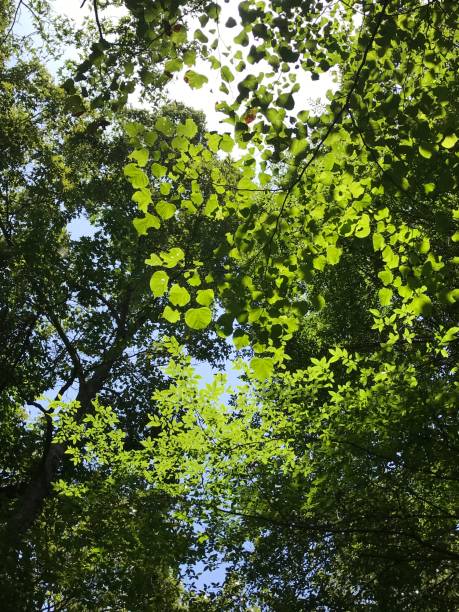 istock Beautiful view of nature 1254299612