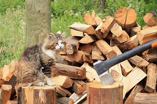 Village cat and chopped firewood with an ax stuck in a stump. We prepare firewood for the winter in the village, environmentally friendly fuel. Environmental protection concept, hard work in the village